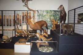 動植物の剥製や標本の写真。貴重な動植物の剥製や標本も展示され、上石津の自然が良く分かります