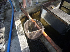 生け簀の鮎の写真。網ですくうと、鮎が勢いよく飛び跳ねています