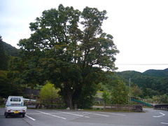 大きな栃の木の写真。揖斐高原のシンボルとなっています