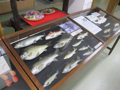 泳ぎ出しそうな魚たちの写真。岩崎模型製作所当時に作られていた魚の模型です