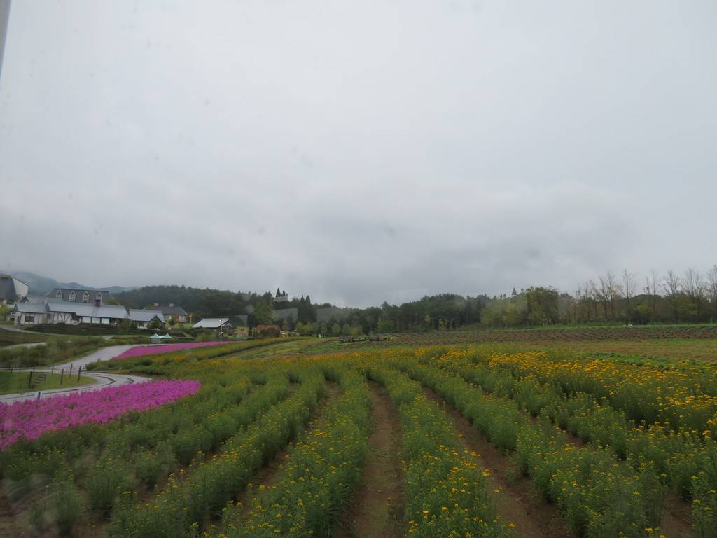 季節によって変わる色とりどりの花畑の写真