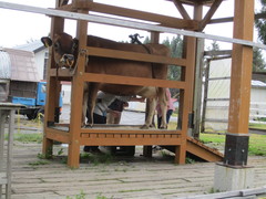 牛舎横の写真。ジャージー牛の乳搾り体験が出来ます