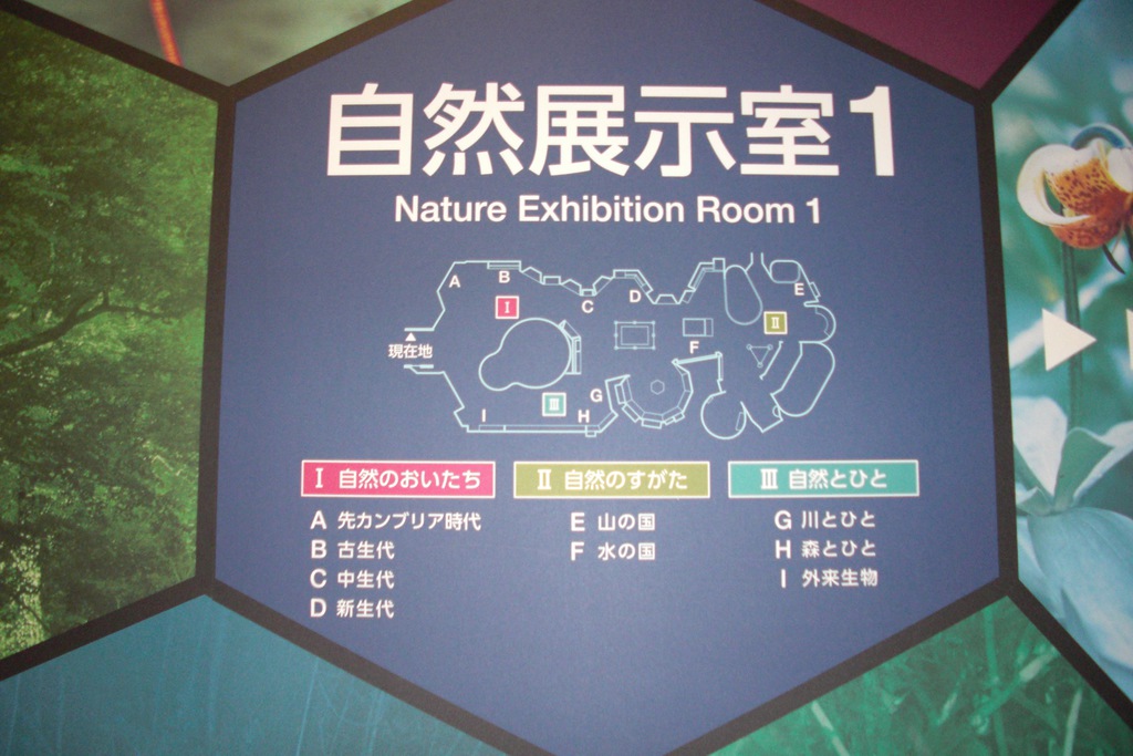 自然展示室で天然記念物ニホンカモシカの剥製にさわるの写真