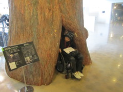 巨木を体感の写真。中津川市神坂の神坂大檜の倒木(模型)です。