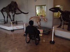 マンモスと恐竜の実物大の白骨模型(実物大)の写真。大きさを体感。