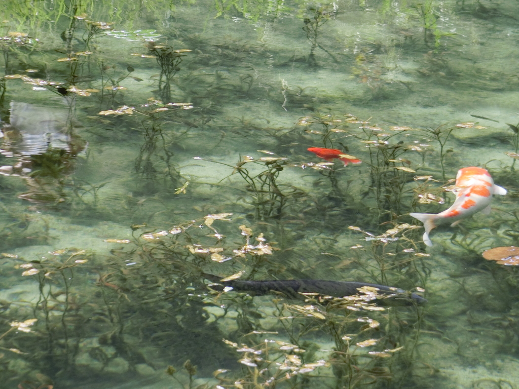 湧き水が透き通る池には睡蓮が咲き鯉が泳いでいますの写真