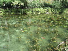 透き通る池の水の写真。季節や天気や時間帯ごとに様々な表情を見せる池