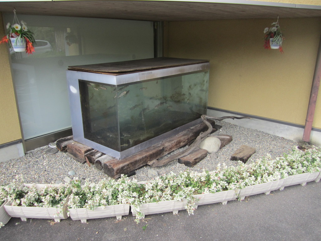 長良川にかかるヤナで獲れた天然の鮎が食べられますの写真