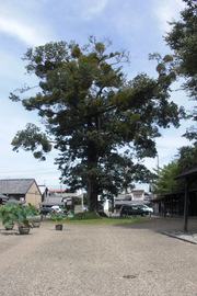 榎（えのき）と宿り木の写真。中山道会館の象徴となっている大木のエノキと、寄生しているヤドリギ。