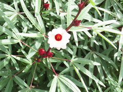 美濃加茂市で栽培が進められている健康に良い「ローゼル」の花の写真。美容と健康に良いとされるローゼルを使ったお茶やカレーなどが会館内のレストランにもあるそうです。