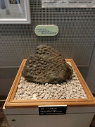 シジミの化石の写真。触ることができるので、形や質感がリアルにわかります