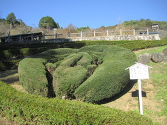森家の紋「鶴丸」の写真。美濃金山城の城主、森家の家紋の植栽