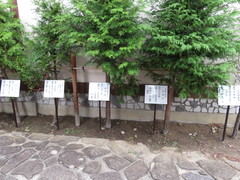 木曽五木の写真。当時の尾張藩が伐採禁じた五木(こうやまき・さわら・ひのき・あすなろ・ねずこ)です