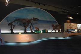 展示室入口の骨格標本の写真。新生代に繁栄した海生哺乳類のデスモスチルスです
