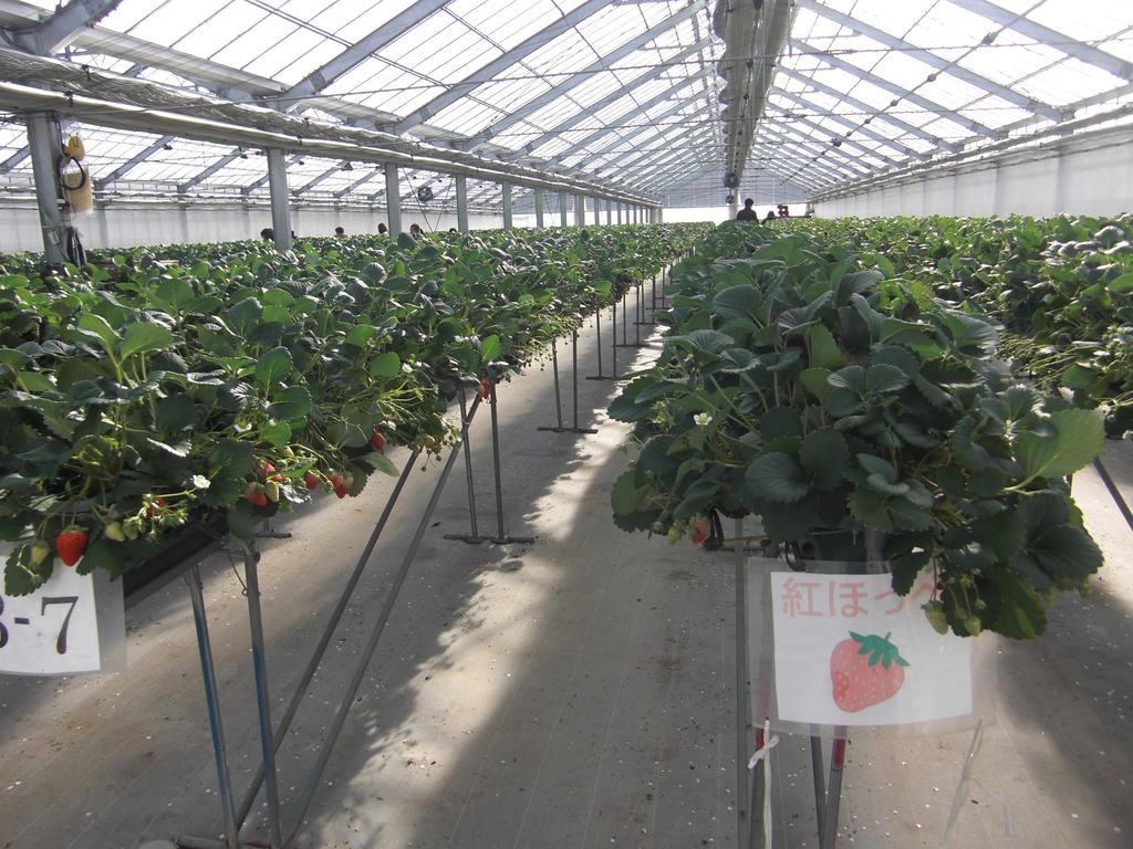 いちご狩りは「章姫」と「紅ほっぺ」の食べ比べができますの写真