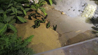 ジオラマの写真。熱帯雨林の昆虫の世界