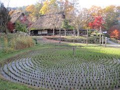 車田の写真。「車田」は特殊な植え方で、神事に関した農作業の方法であると言われています。