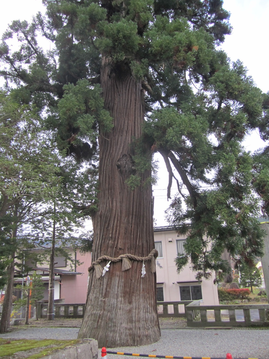 境内に佇む大木の写真