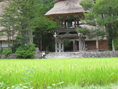 稲穂の奥に見える明善寺鐘楼門の写真。屋根は茅葺きですが、1階に板庇（ひさし）がある珍しい建物です。