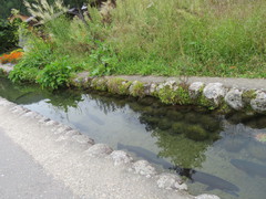 清く澄みきった用水路の写真。防火のための用水路の中には大きなニジマスが泳いでいます。