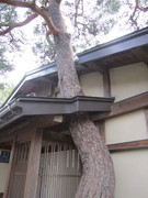 トイレの脇の松の写真。庭の松を保存するためトイレの軒にうまく松を通してありました