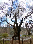 車で10分ほどで「荘川桜」の写真。ゴールデンウィークの頃に開花するそうです