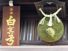 新酒を知らせる杉玉の写真。ちょうど掛け換えて間もないところでした
