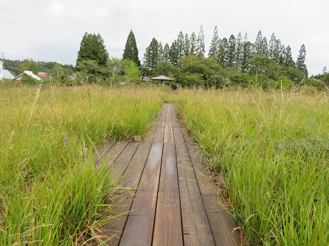 ひるがの湿原植物園の写真